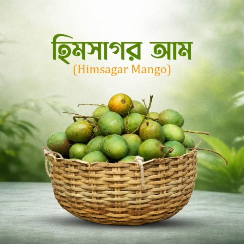 Premium Fresh Rajshahi Himsagar Mango Courier Pack