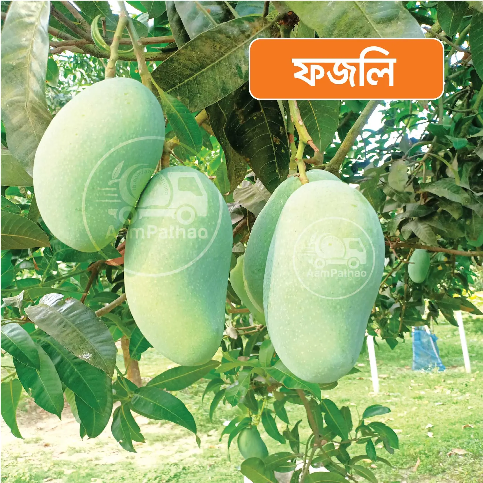 Giant Size Premium Fazli Mango For Mango Lovers